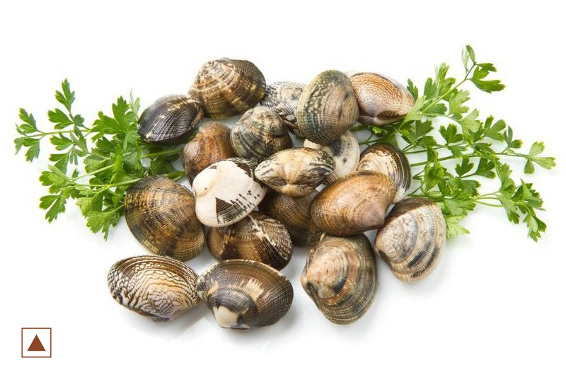 CLAMS / KAKKA / കക്ക (S)