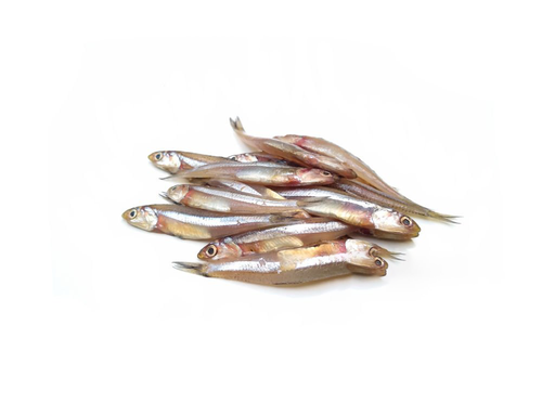 [1026] ANCHOVY  / NETHOLI നെത്തോലി (L)